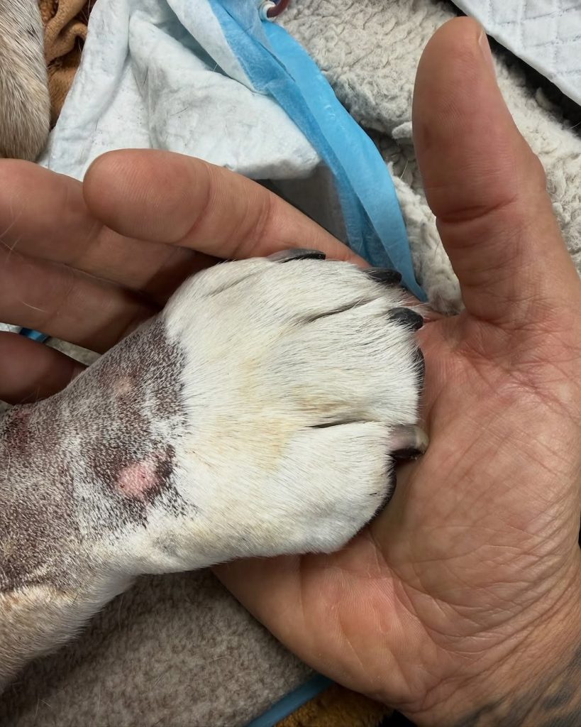 "Engel und wahrer Freund": Lewis Hamilton trauert um seinen Hund Roscoe ...